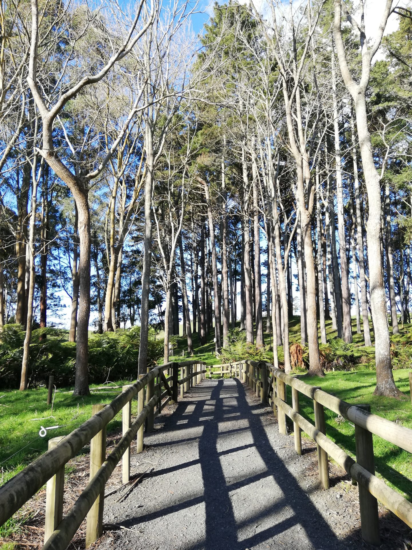 Forêt Parc Nouvell-Zélande Reforestation Plantation